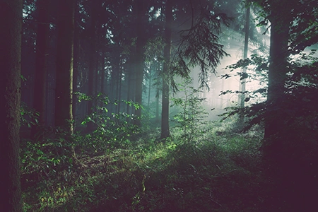 Wir sehen einen Mischwald, recht dunkel. Von rechts kommen Sonnenstrahlen. Wir sehen einen Mischwald, recht dunkel. Von rechts kommen Sonnenstrahlen.